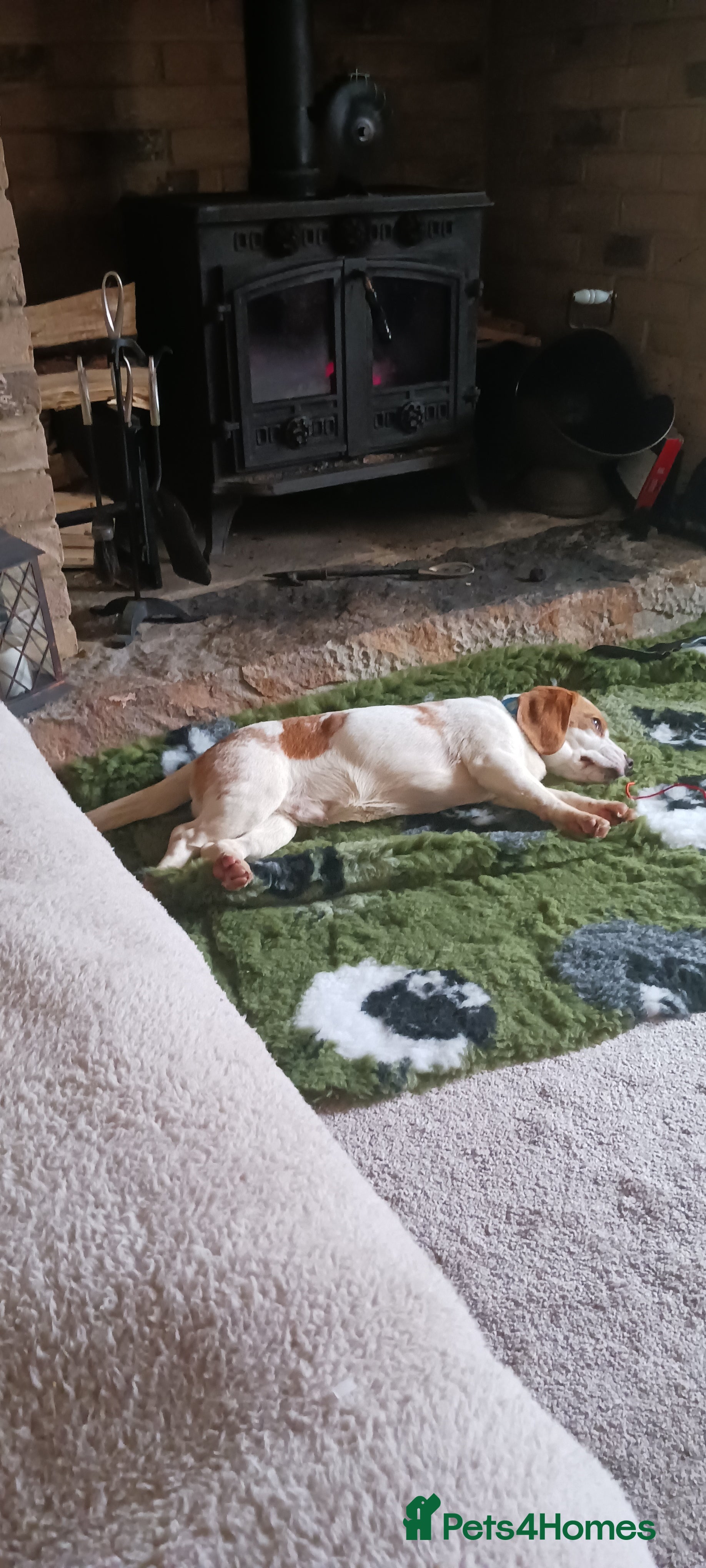 Beagle dogs Beagle boy - Advert 1