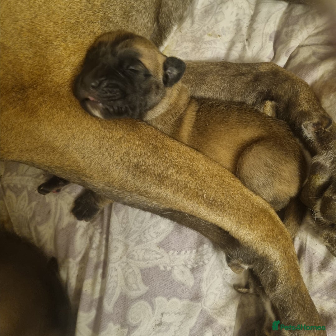 Great Dane dogs for sale: Fawn black mask - Image 16