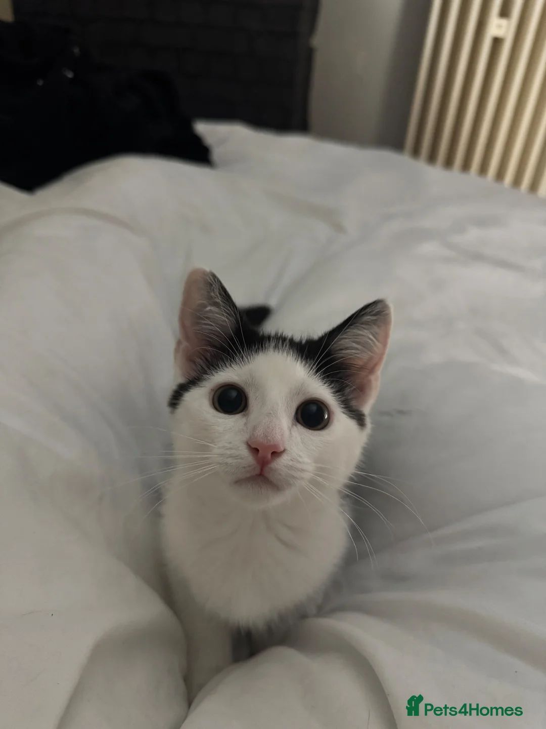 Mixed Breed cats for sale: Casper  in Sheffield - Advert 1