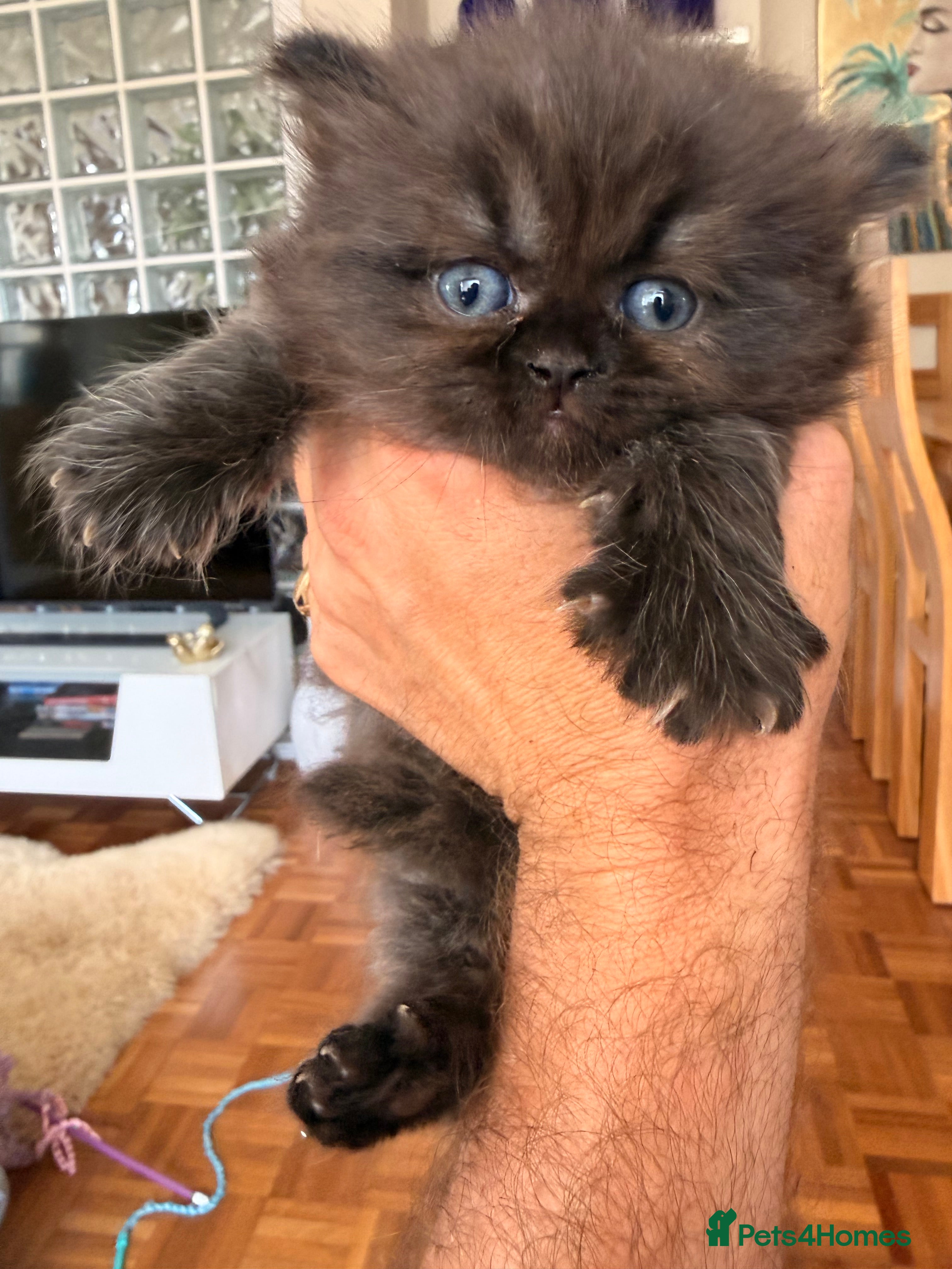 Scottish Fold cats for sale: Beautiful Rainbow litter available to reserve - Advert 19