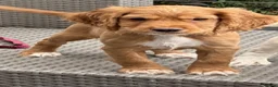 Cocker Spaniel dogs for sale: Red and Lemon & White Working Cocker Spaniels - Advert 12