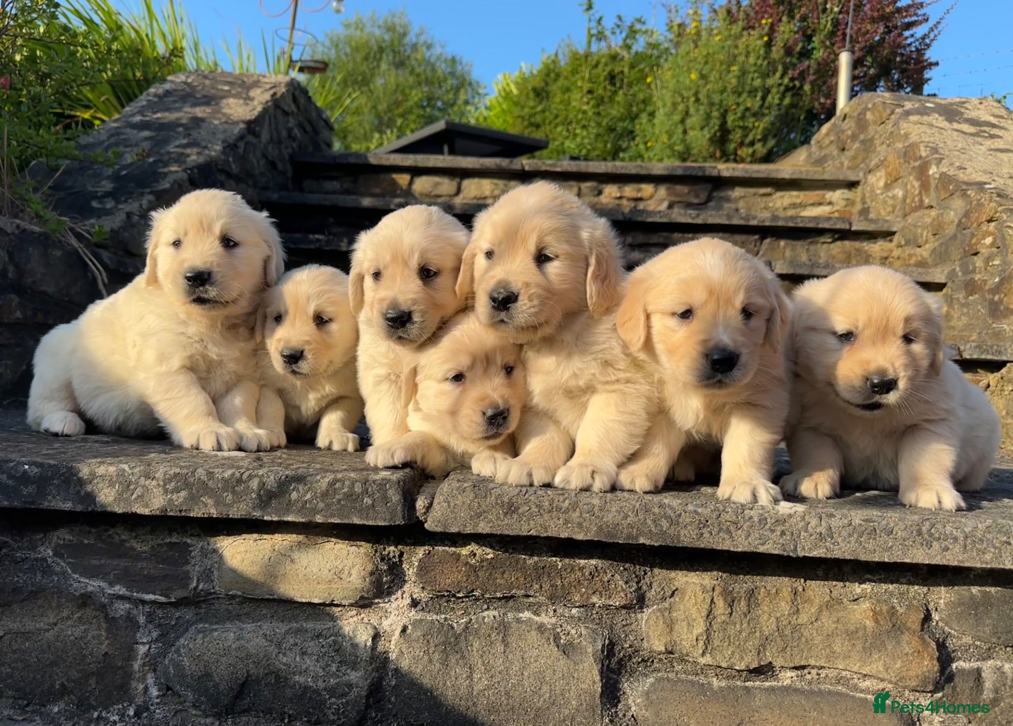 Golden Retriever dogs KC Registered Golden Retriever puppies - Advert 1