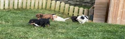 Bernedoodle dogs for sale: Outstanding Bernedoodle F1bs - Advert 5