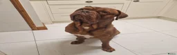 Dogue De Bordeaux dogs for stud: Barney - Advert 1