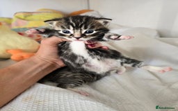 Mixed Breed cats for sale: Kittens boys mixed breed fluffy  - Image 2