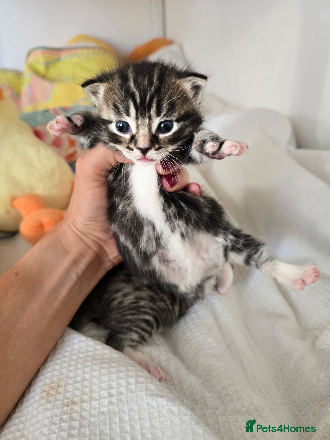 Mixed Breed cats for sale: Kittens boys mixed breed fluffy  - Image 2