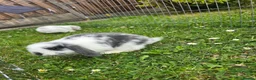 Mini Lop rabbits for sale: Mini Lops **2x boys left** - Advert 5