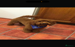 Cavapoo dogs for sale: Top quality F1b toy cavapoos  - Image 20