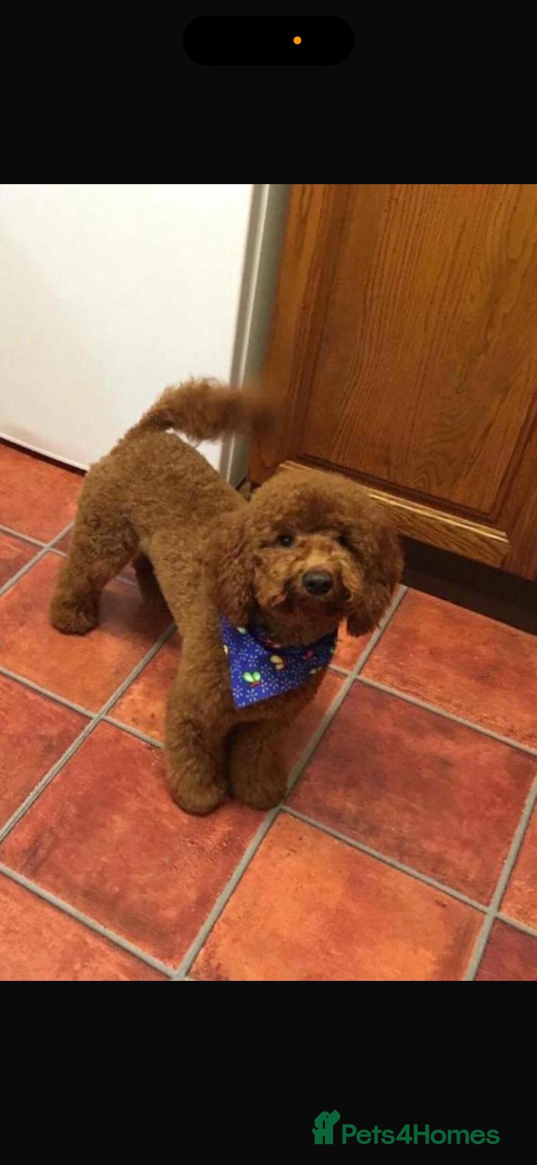 Cavapoo dogs for sale: Top quality F1b toy cavapoos  - Image 20