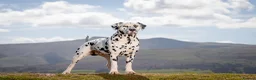 Dalmatian dogs for stud: Health tested, tv and advert star Dalmatian   in Aberdare - Advert 5