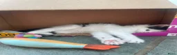Ragdoll cats for sale: Adorable, Affectionate Part Ragdoll Kittens - Advert 9