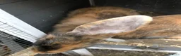 Continental Giant rabbits for sale: Continental Giant Buck Vaccinated Rabbit  - Advert 5