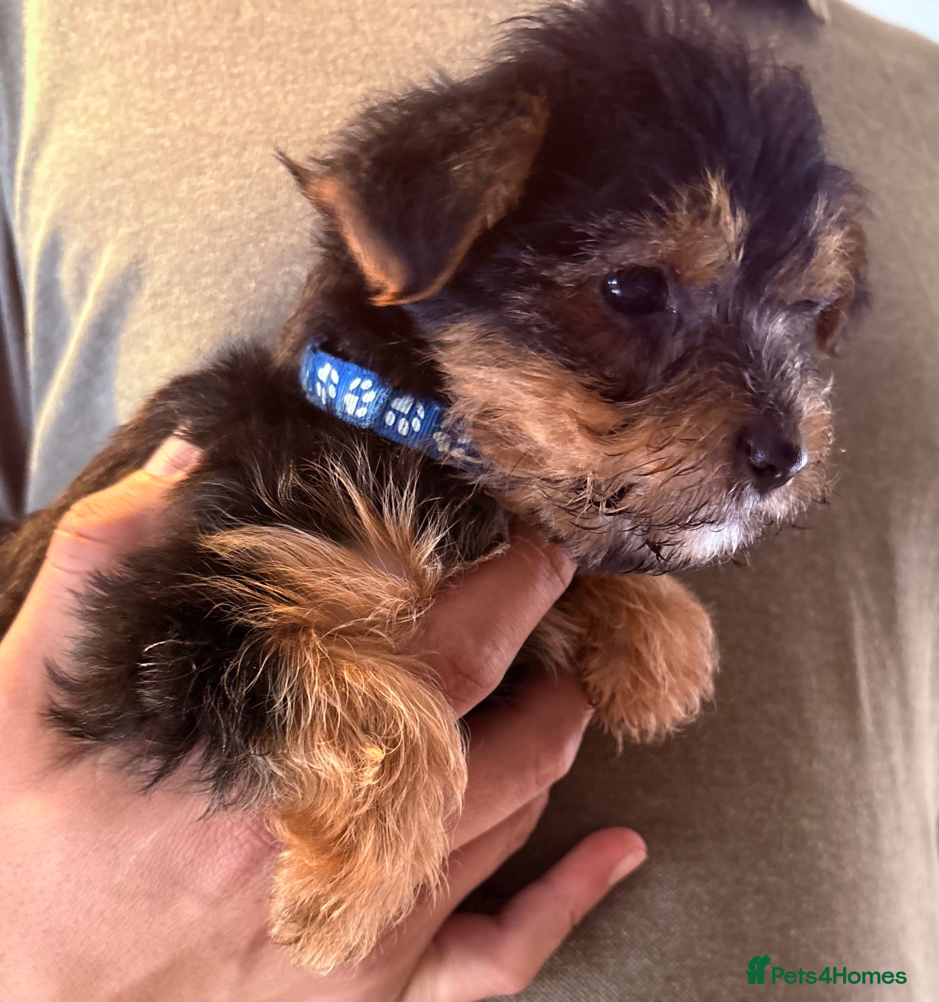 Yorkshire Terrier dogs READY NOW Yorkie pupS - Advert 9