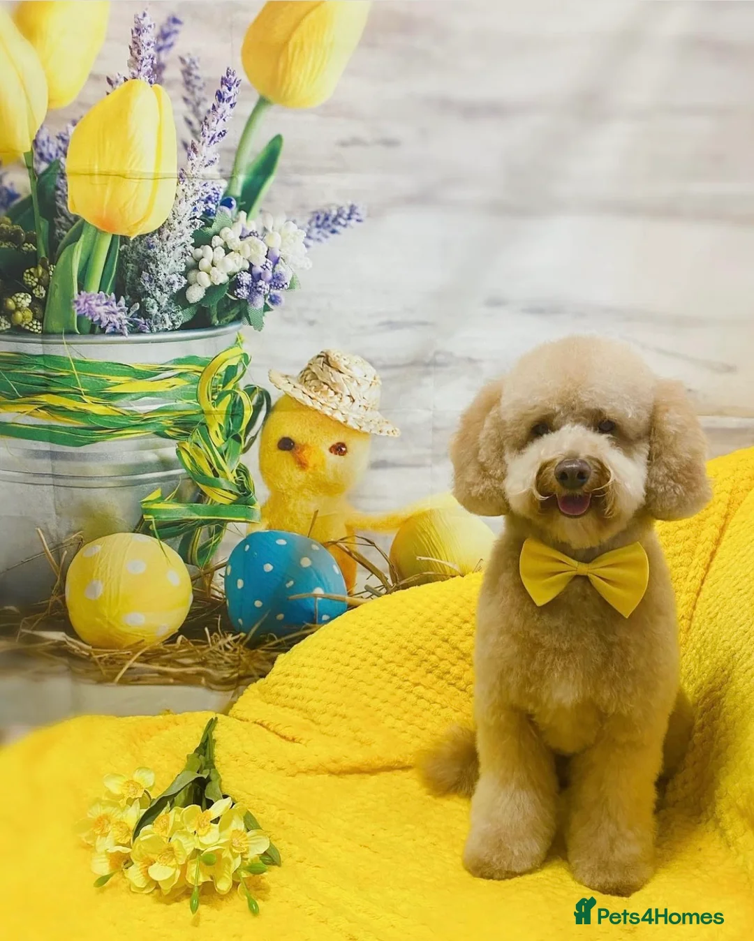 Toy Poodle dogs for stud: ‘Teddy’ KC Registered/Health tested Toy Stud in Wigan - Advert 6