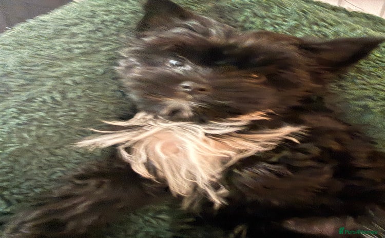 Yorkshire Terrier dogs Yorkshire terrier Black Biewer Ready To Leave ❣️❣️ - Advert 16