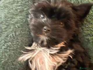 Yorkshire Terrier dogs Yorkshire terrier Black Biewer Ready To Leave ❣️❣️ - Advert 4