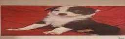 Bearded Collie dogs for stud: Proven stud - Advert 8