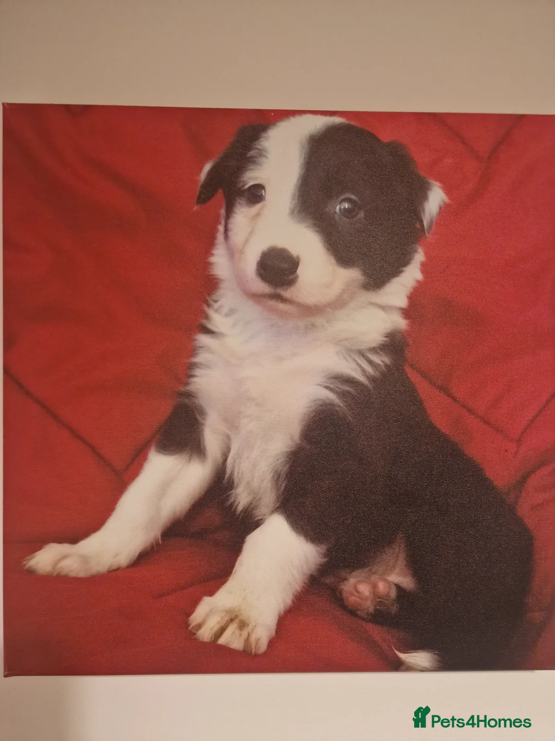 Bearded Collie dogs for stud: Proven stud - Advert 8