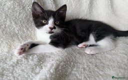 British Shorthair cats for sale: Urgent Sale of Gorgeous Kittens - Image 1