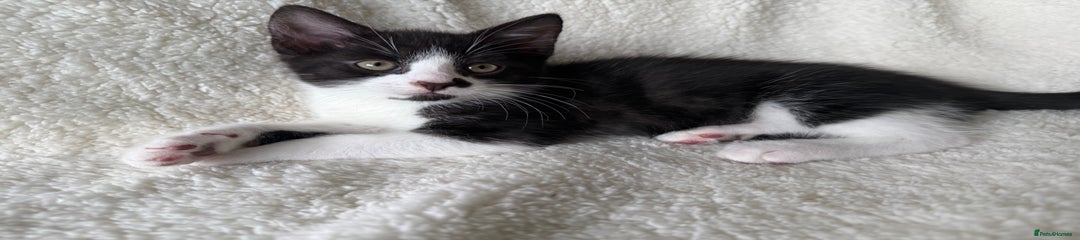 Black and White Male