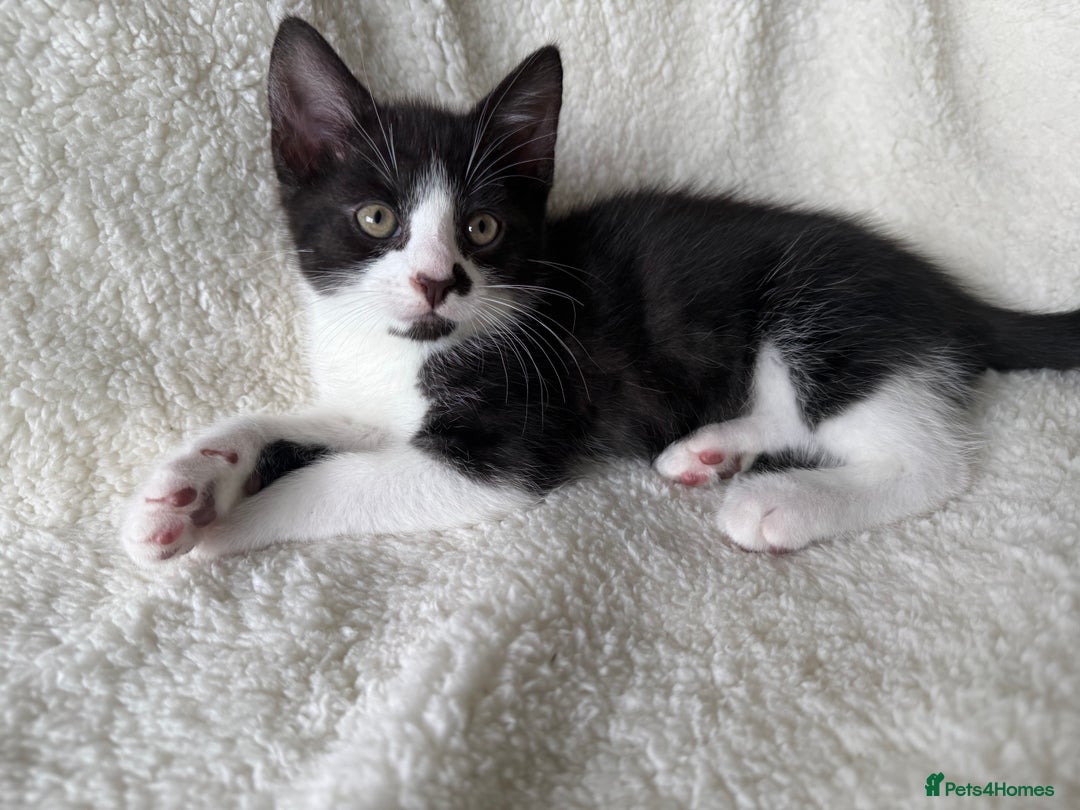 British Shorthair cats for sale: Urgent Sale of Gorgeous Kittens - Image 1