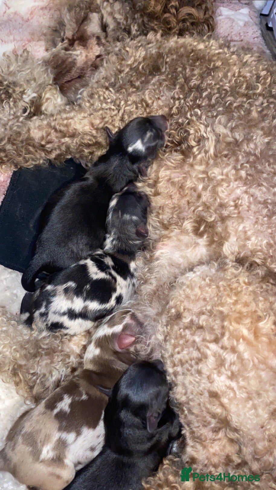 Pomapoo dogs for sale: UNUSUAL COLOURS & FLUFFY COATS ! ❤️ - Advert 2