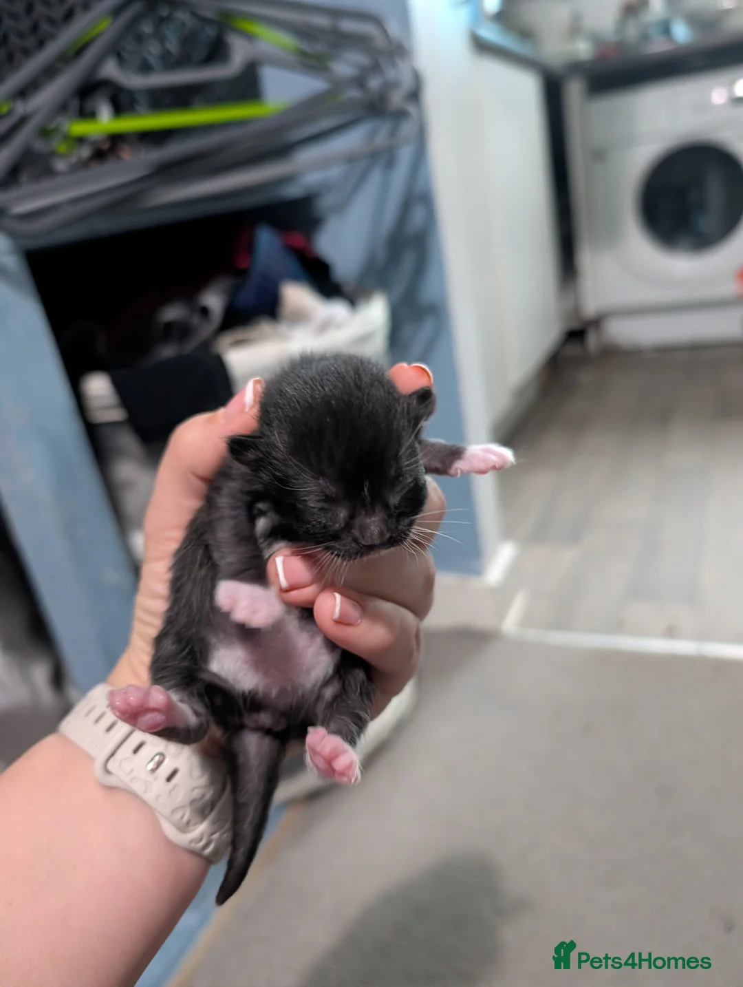 Domestic Shorthair cats for sale: Five kitten, 2 black, 3 tuxedo. Sexes not known - Advert 18