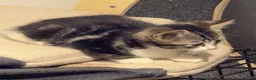 Domestic Shorthair cats for sale: Adorable Tabby Kittens for Sale - UK - Advert 9