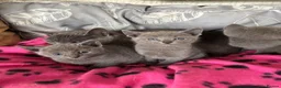 Russian Blue cats for sale: Stunning gccf registered Russian blue kittens  - Advert 9