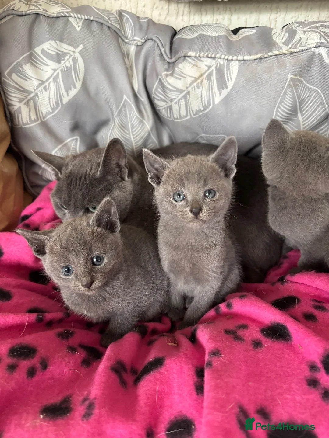Russian Blue cats for sale: Stunning gccf registered Russian blue kittens  - Advert 9
