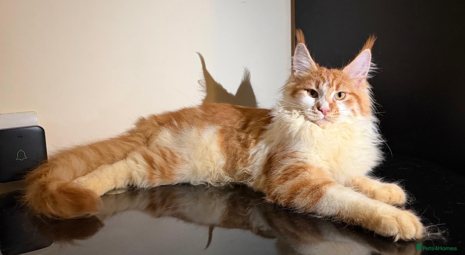 Maine Coon cats Exceptional Maine Coon Girl – Breeding Prospect - Advert 7