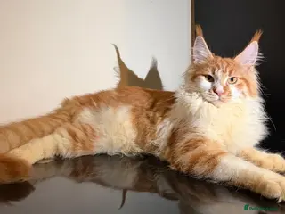 Maine Coon cats Exceptional Maine Coon Girl – Breeding Prospect - Advert 7
