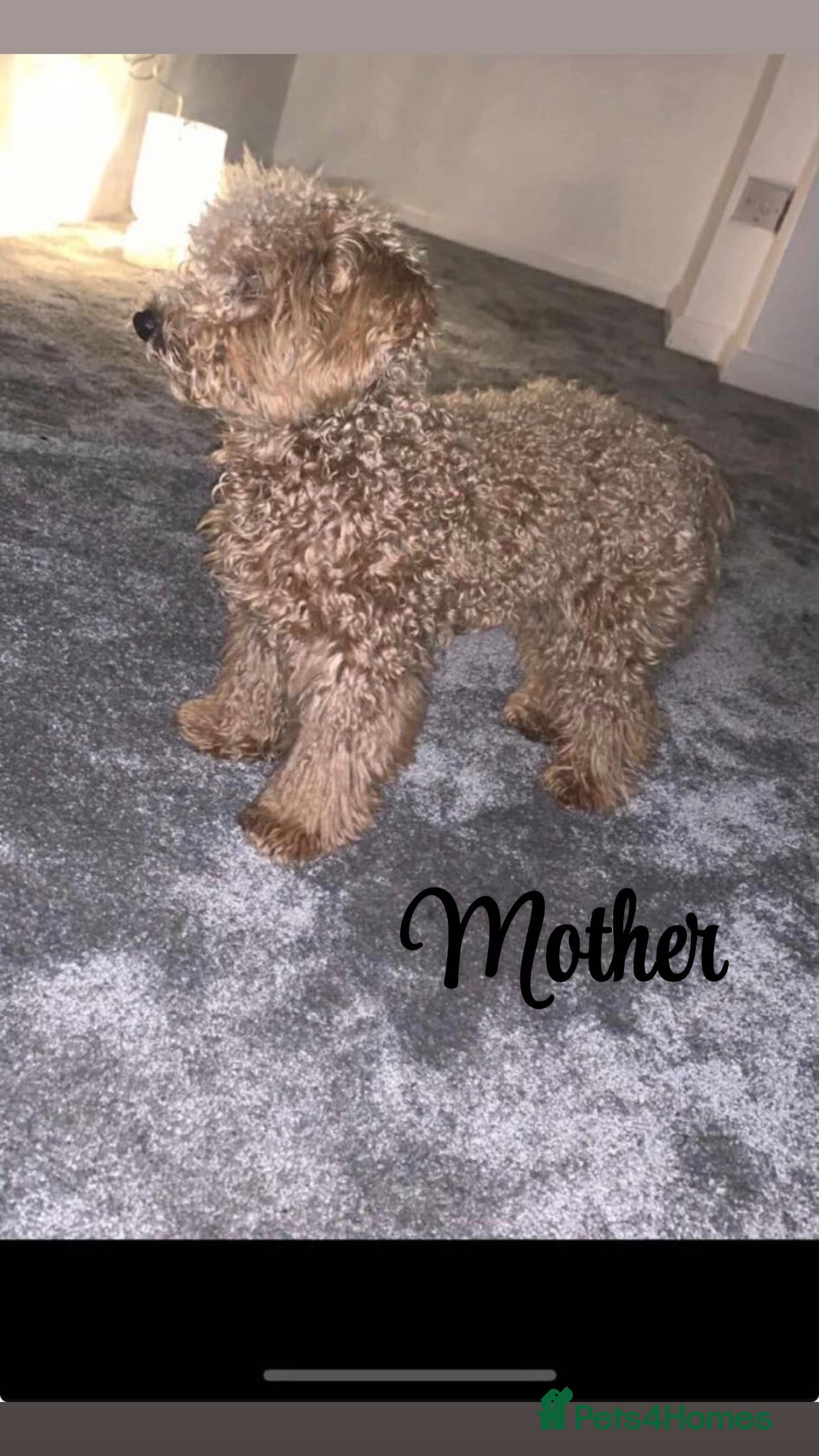 Poochon dogs DUE 04/03/2026 Beautiful poochon cross toy poodle  - Advert 2