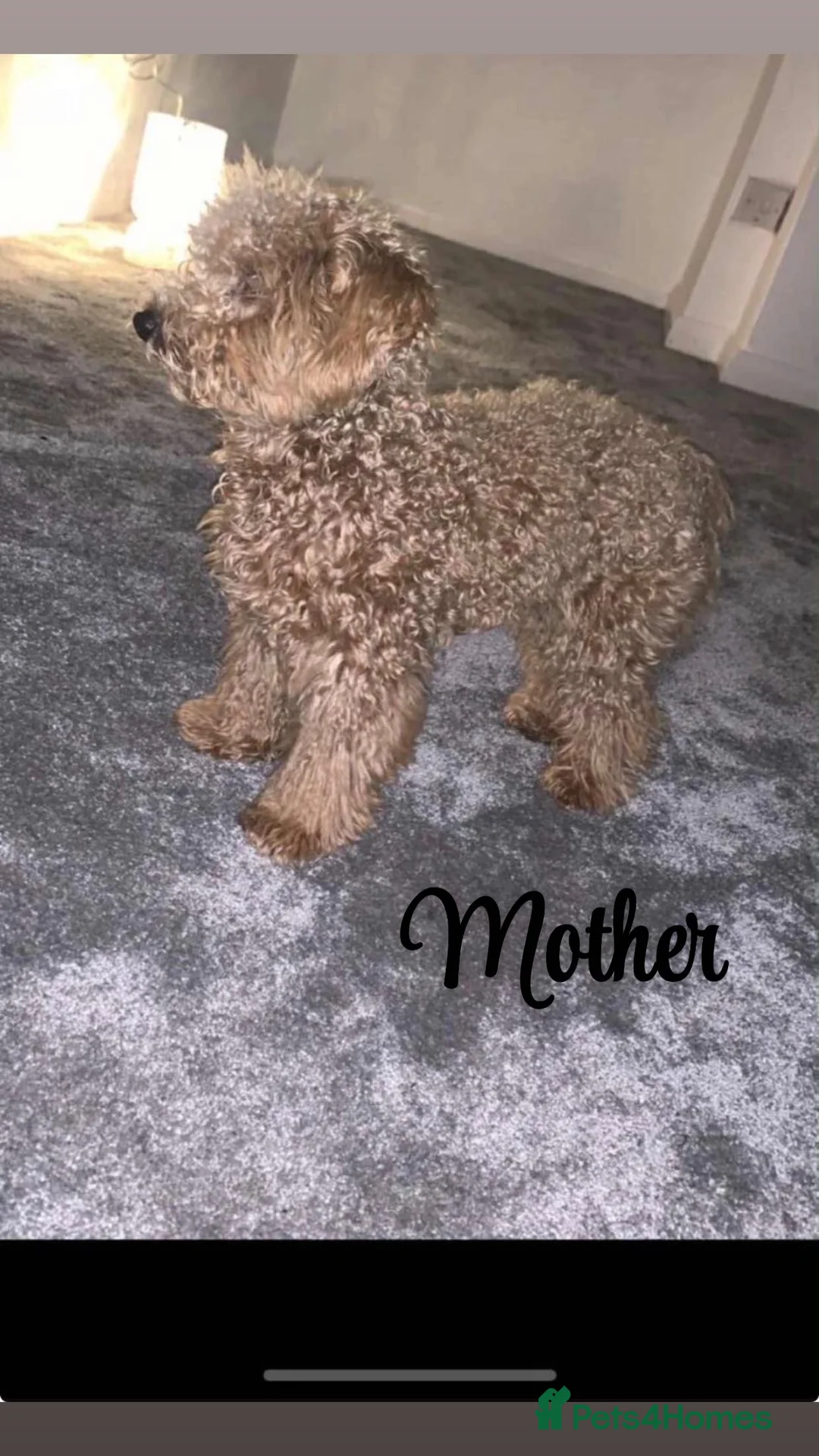 Poochon dogs for sale: DUE 04/03/2026 Beautiful poochon cross toy poodle  - Advert 1