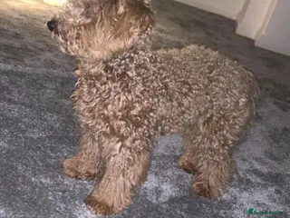 Poochon dogs DUE 04/03/2026 Beautiful poochon cross toy poodle - Advert 2