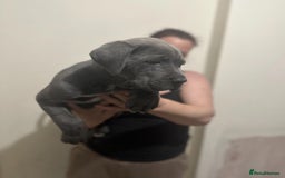 Cane Corso dogs for sale: Male cane corso - Image 3