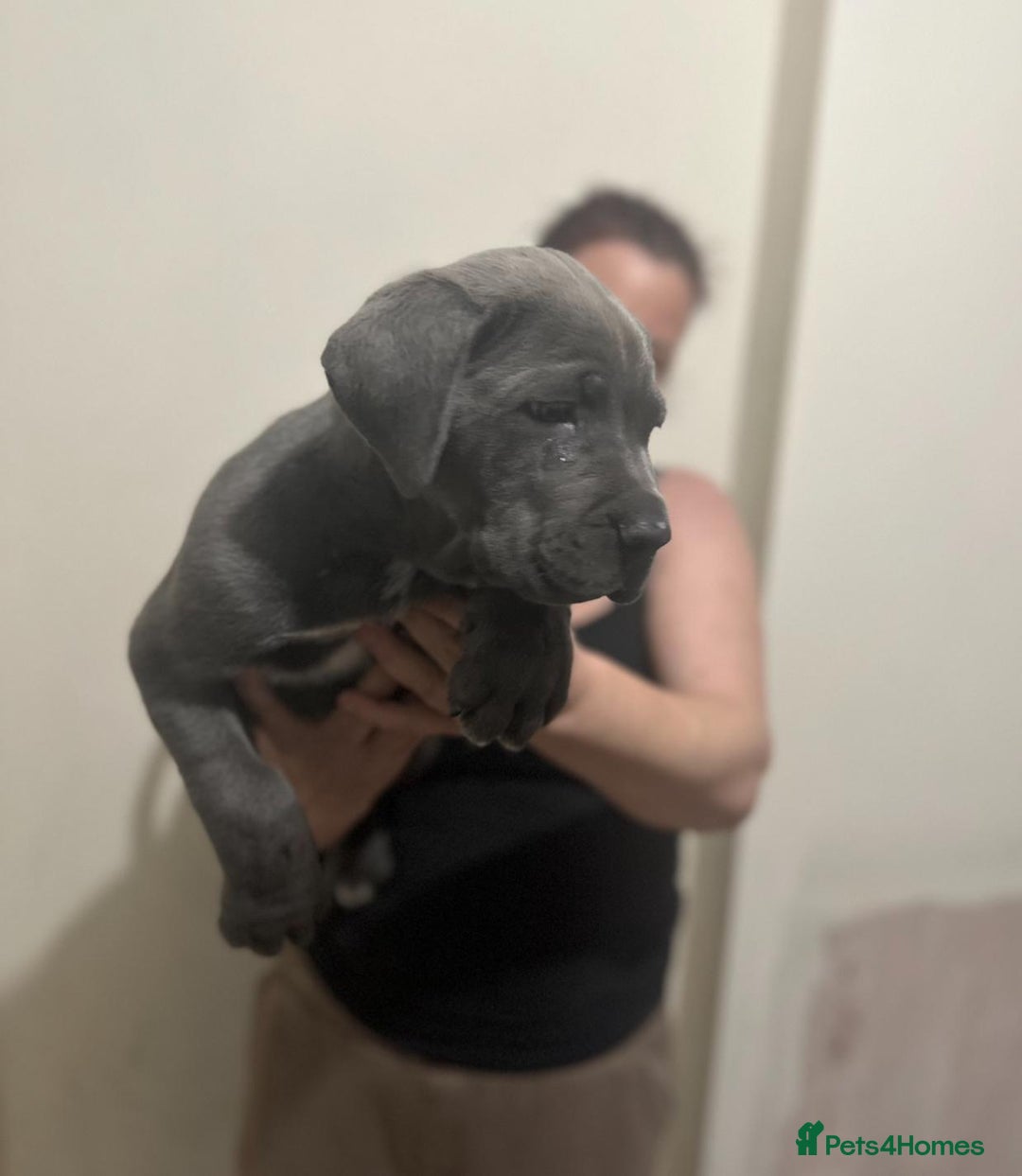 Cane Corso dogs for sale: Male cane corso - Image 3