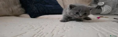 British Shorthair Kitten 3