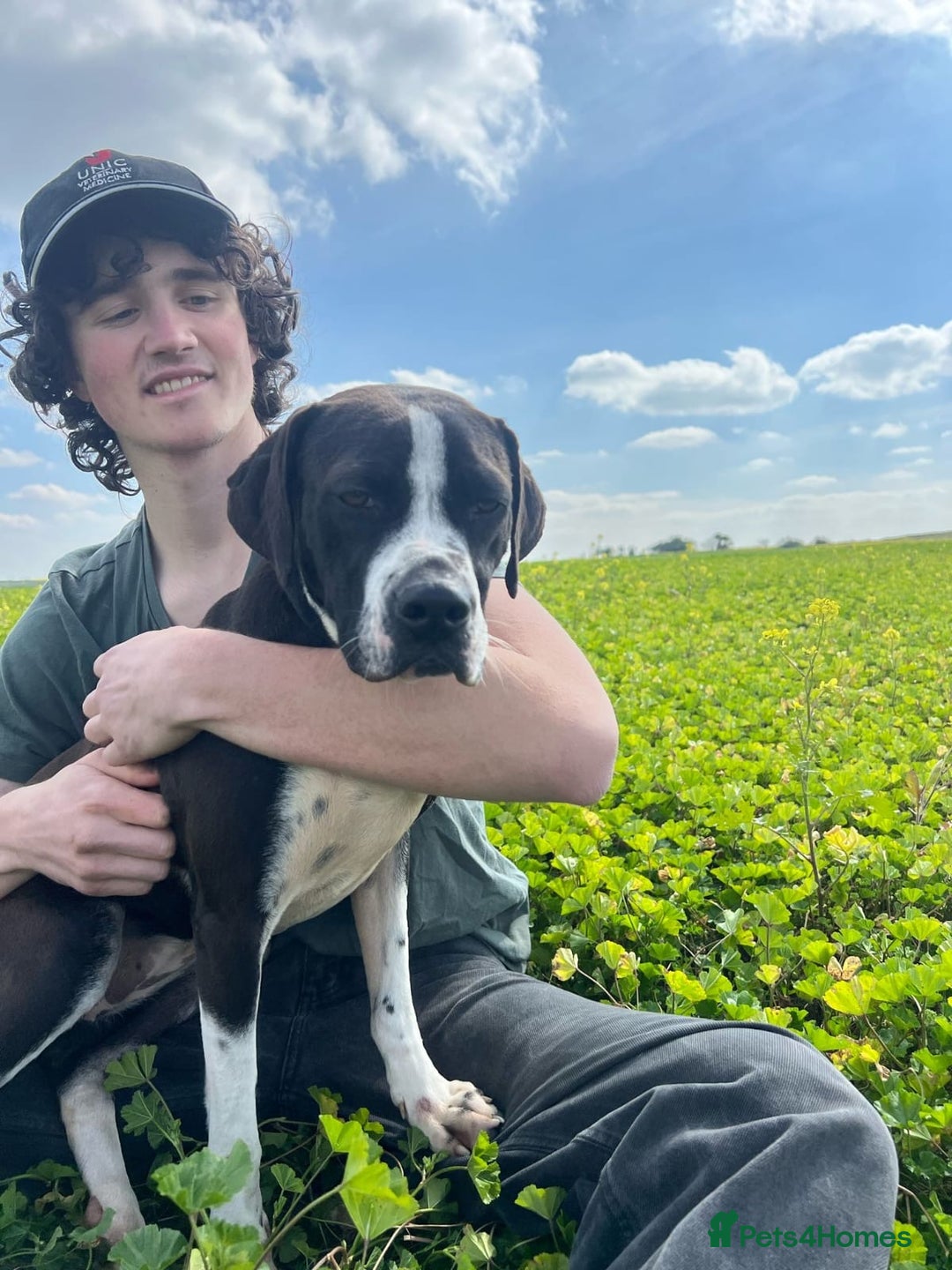 Pointer dogs for adoption: Phoebe, cuddly pointer girl, ready for her forever - Image 1