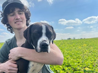 Pointer dogs - Advert 1