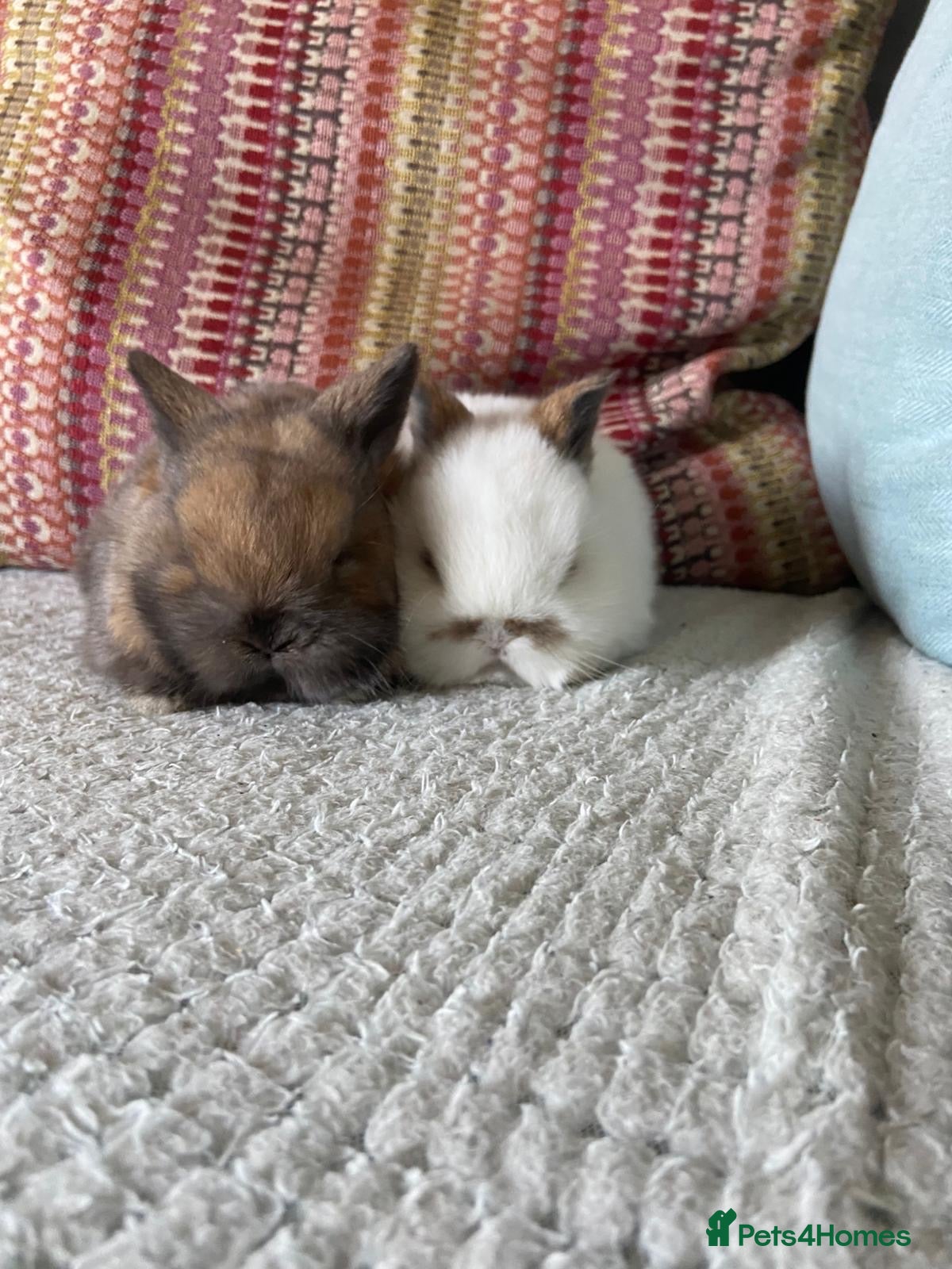 Mixed Breed rabbits 2 mini lop cross dwarf bunnies - Advert 5