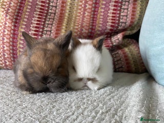 Mixed Breed rabbits 2 mini lop cross dwarf bunnies - Advert 1