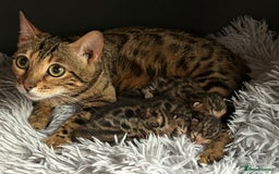Bengal cats for sale: TICA registered Bengal girls. - Image 19