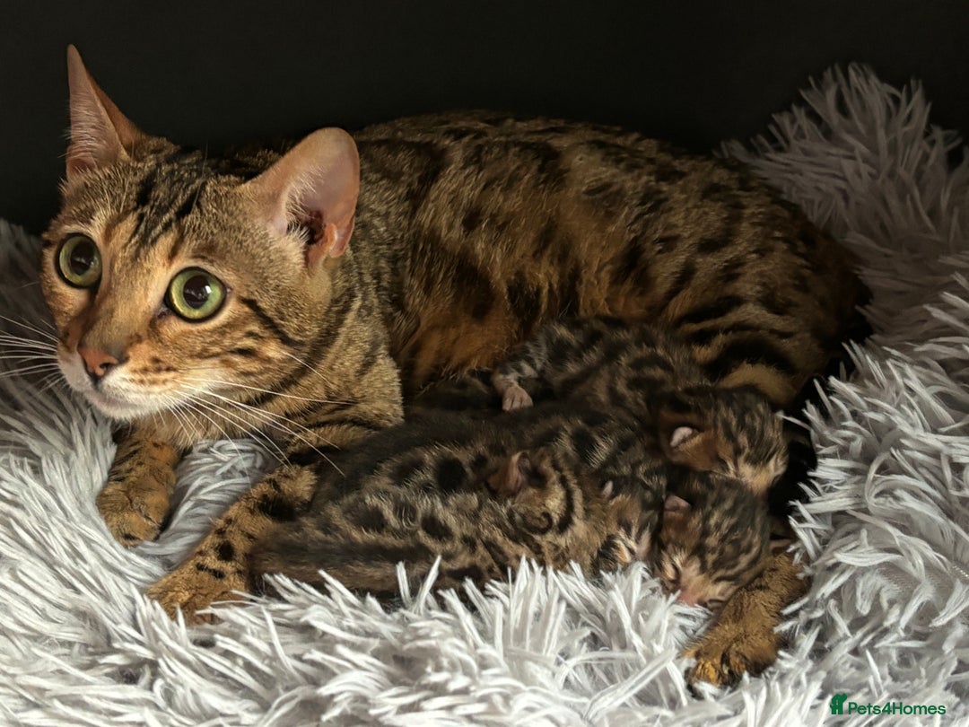 Bengal cats for sale: TICA registered Bengal girls. - Image 19