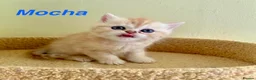 Exotic cats for sale: Beautiful Persian Exotic Kittens - Advert 2