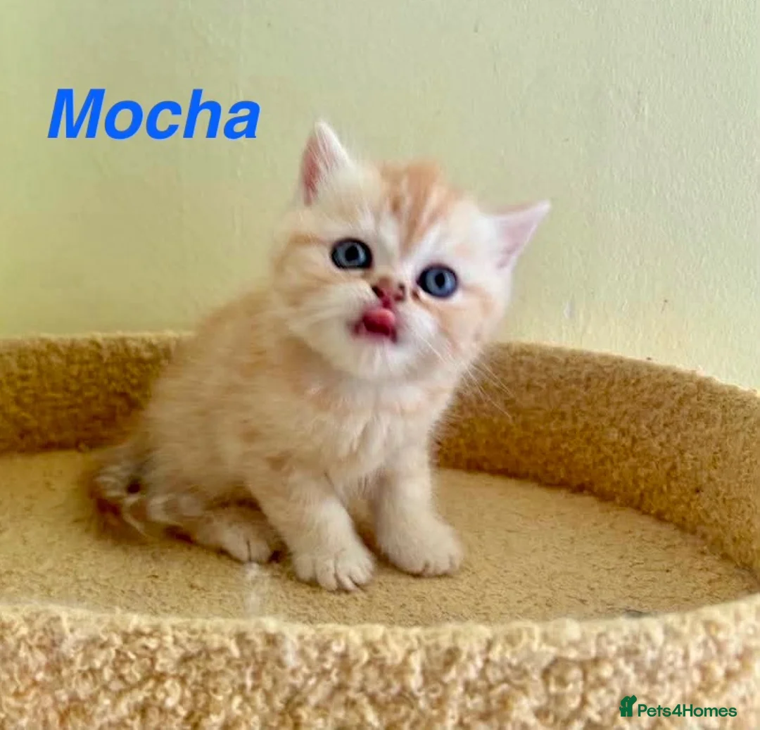 Exotic cats for sale: Beautiful Persian Exotic Kittens - Advert 2