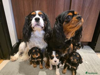 Cavalier King Charles Spaniel dogs Cavalier King Charles puppies - Advert 6