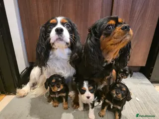 Cavalier King Charles Spaniel dogs Cavalier King Charles puppies - Advert 4