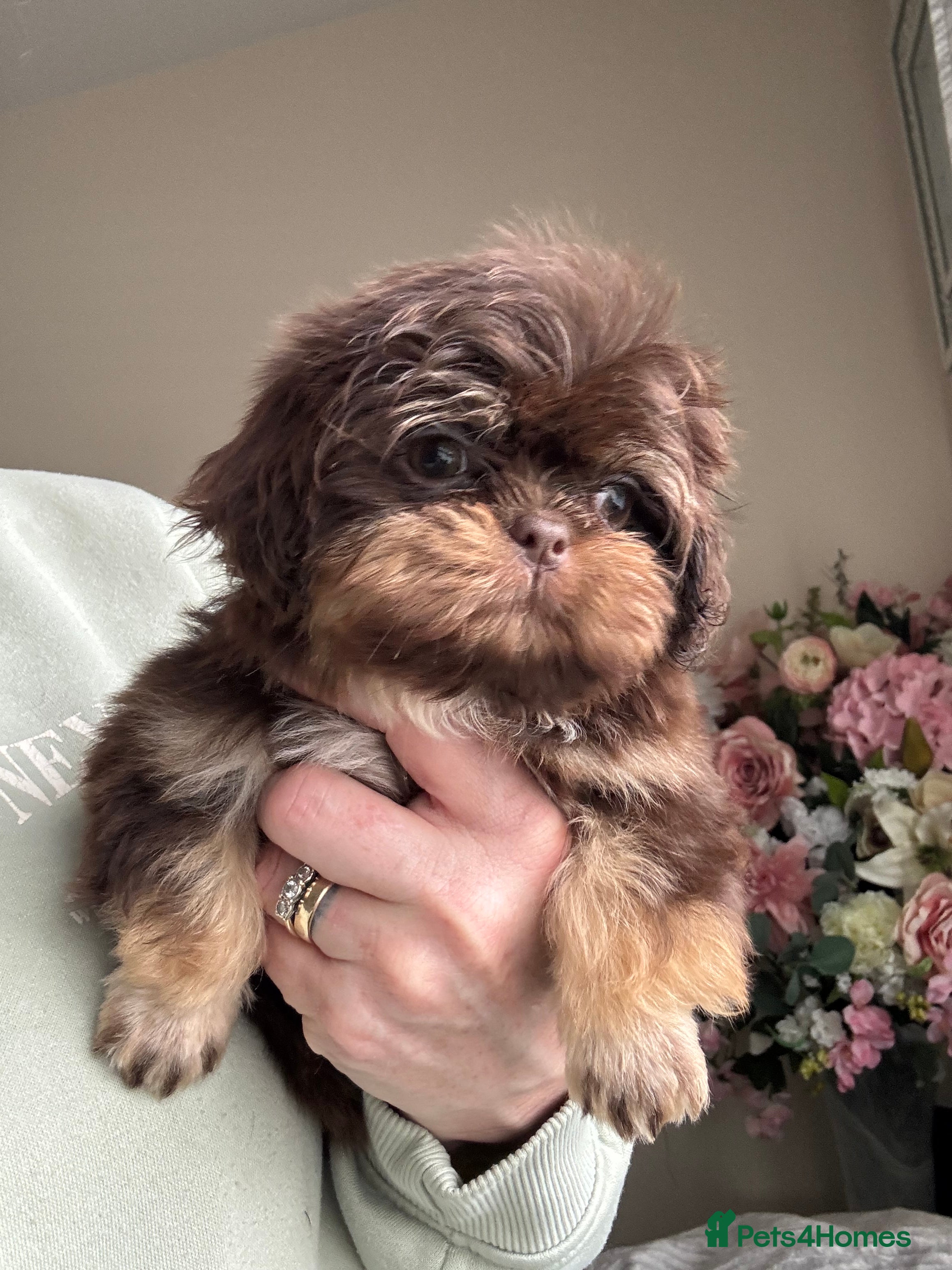 Shih Tzu dogs Chocolate and tan extremely rare  - Advert 17