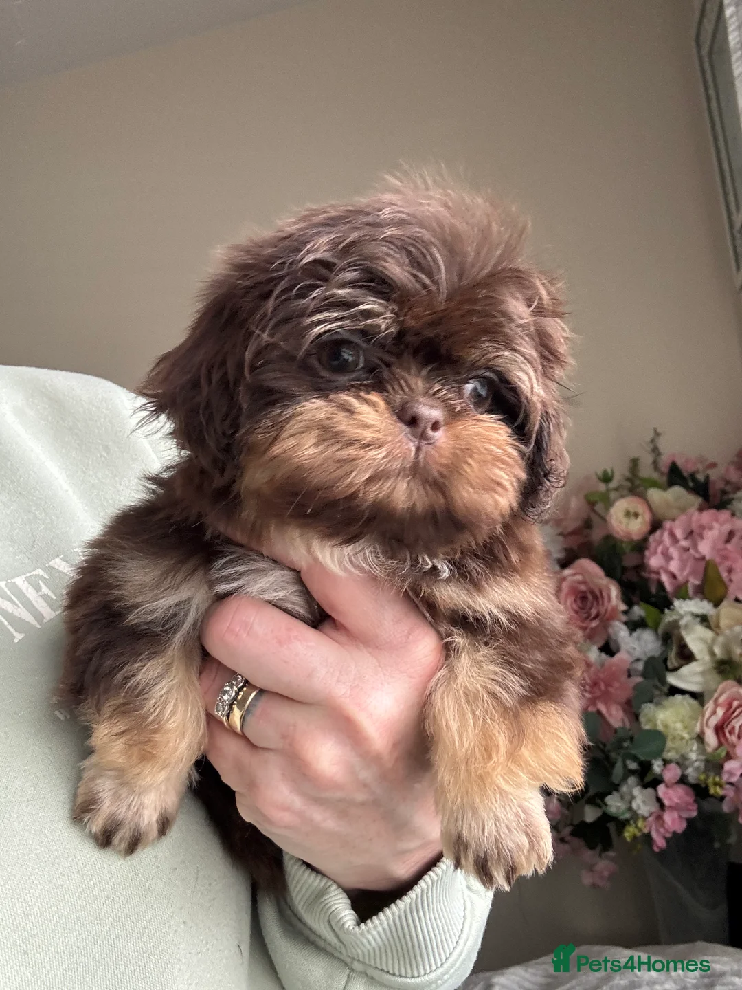Shih Tzu dogs for sale: Chocolate and tan extremely rare  - Advert 1